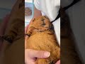 bad guys#cute #funnyanimals #pets #skunk #squirral
