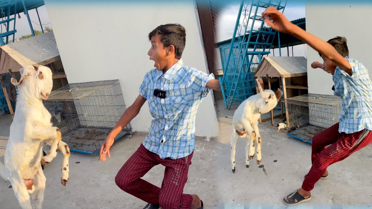 Bakre Ne Achanak Hamla Kar Diya 😭😭