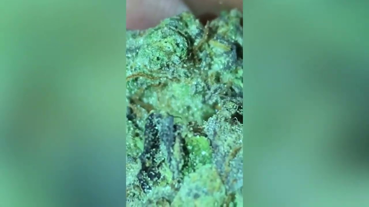 Wedding Mints Strain Review ( Smk Brk 420 )