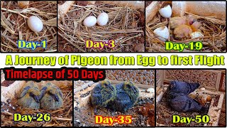 Egg to First Flight A journey of Pigeon | 50 day timelapse Pigeon Egg Hatching | Glimpse of Nature