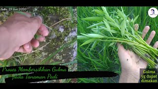 Download Lagu Proses Membersihkan Gulma Pada Tanaman Padi Secara Manual MP3