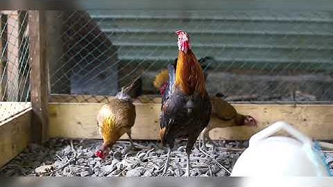 Gà rừng rặc gáy cực hay|Gà Rừng Miền Núi