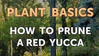 Best offers for your garden - http://s.click.aliexpress.com/e/1wy5buu,
---------------, how to prune a red yucca. yucca (hesperaloe
parviflora) is grass-like ornamental often grown as an accent ...