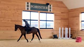 Flat work day- Tally Ho