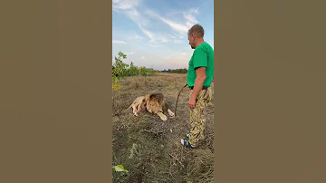 #shorts Лев-танцор МУРЛЫЧЕТ как простой кот!
