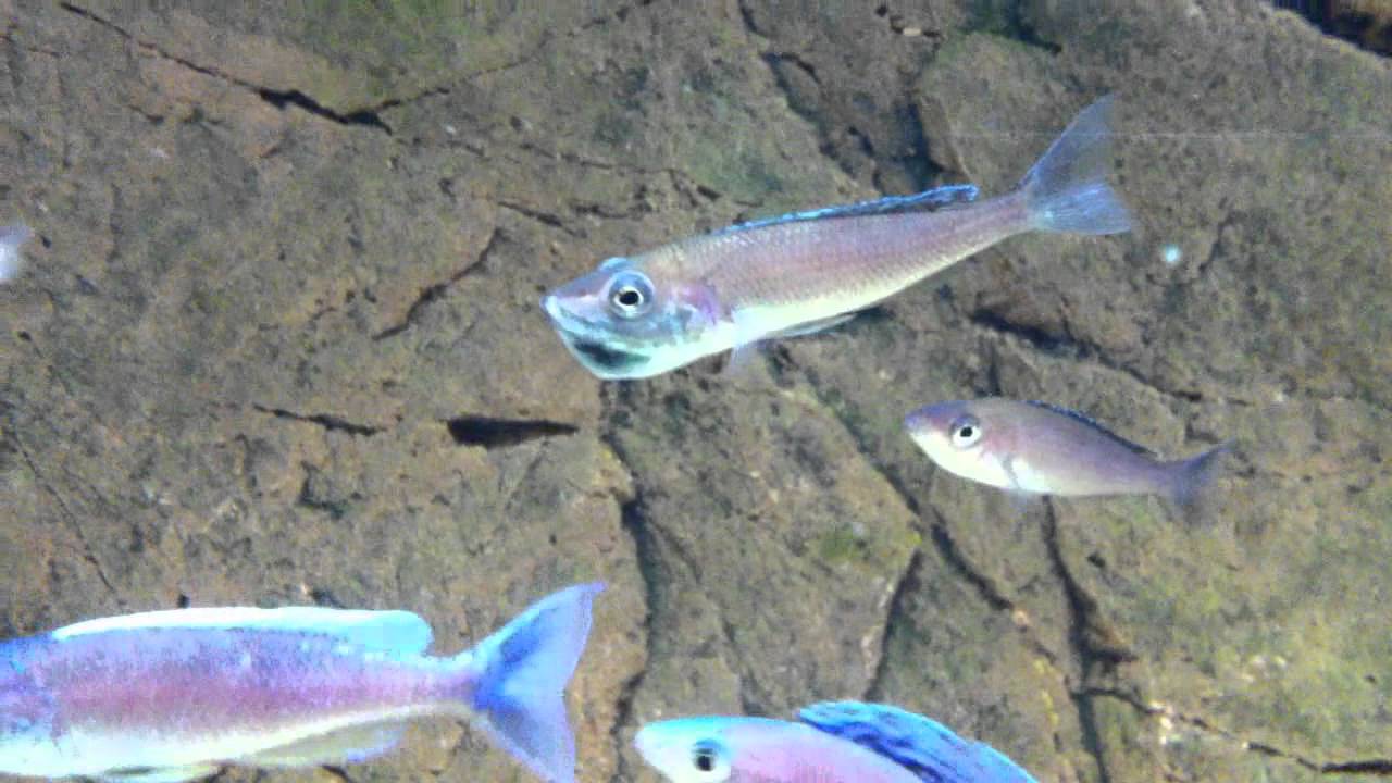Cyprichromis leptosoma "blue flash" Mpulungu brooding female & fry - PISCES