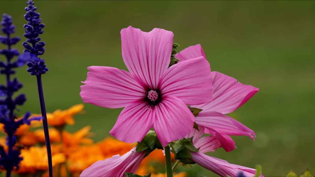 Chlorofluorocarbon Cloud