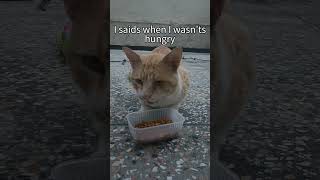 Scary Story of every single cat 🐈😺 #straycats #cats #straycat #catperson #catsworld #catblogger
