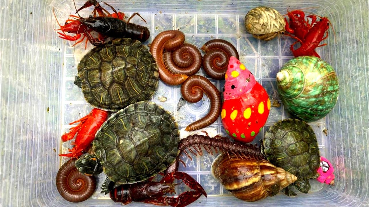 Wow Amazing! Explore Nature & Hunt Unique Animals, Catching A Cute Baby Turtle, Rainbow Snails, Crab