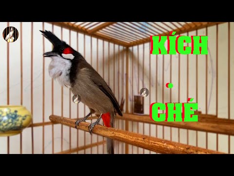 Video Kích chào mào ché/kích chào mào bổi sổ giọng.chào mào... - youtube