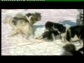 WOLVES VS HUMANS & SLED-DOGS