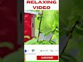 Beautiful Relaxing Music - Stress Relief,  Positive Energy, Studying, Meditation, #shorts 🌿 RV