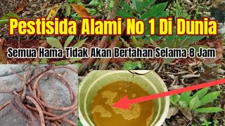The King of Insecticides!!! How to Make the World's Strongest Organic Pesticide!!! Tuba Root
