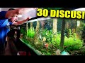 The 700 Gallon Gets The 30 Discus The King Of DIY The 700 Gallon Gets The 30 Discus The King Of DIY