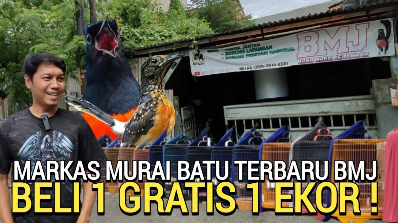 BOS MURAI BATU ! PRESTASI LAPANGAN HARGA BELI 1 GRATIS 1 EKOR DI BOWO MURAI JELAMBAR