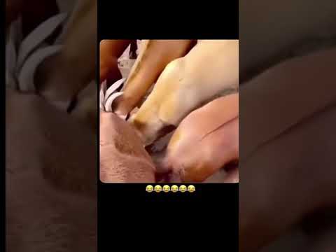 الكلب انقلب عنز 