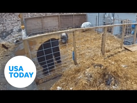 Fearless pigs fight off a bear intruder in their pen | USA TODAY