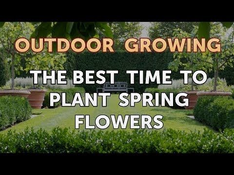 The Best Time to Plant Spring Flowers