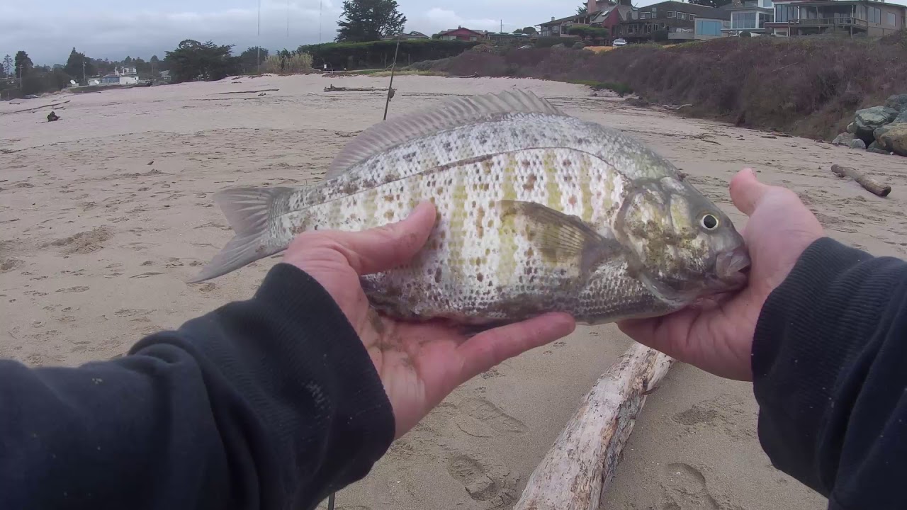 Surf Fishing with Live Bait Catch Your Own Bait Sand Crabs GIANT