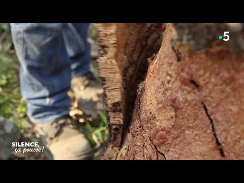 Vidéo: Les chênes-lièges repoussent-ils leur écorce ?