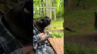 @pugofthewoods: One of the neighbors has a dog that’s gets rough. #dog #doglover