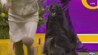 Louis the Afghan Hound wins the Hound Group | Westminster Kennel Club