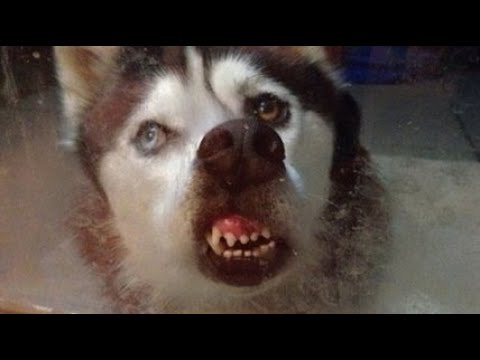 Best Animal Fails Compilation of February 2023 №2 /  THE BEST FAILS ARE ONLY HERE 😹