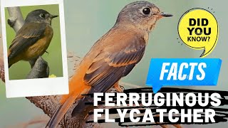 Ferruginous Flycatcher facts 🦜 natural habitat is subtropical or tropical moist montane forests 🌳