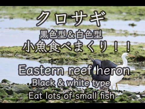 【Birds】クロサギ 黒色型＆白色型 小魚食べまくり!! Eastern reef heron Black & white type Eat small fish 4K 野鳥撮影