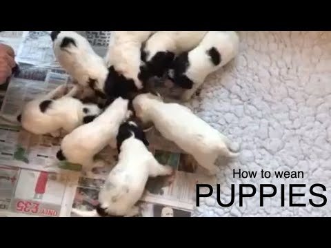 How to start to wean puppies 4 week old puppies have their first semi-solid meal