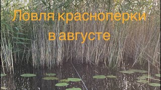 Ловля КРУПНОЙ красноперки в августе