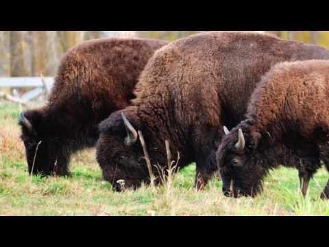 Wild plains bison