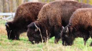 Ranchers co-existing with wild plains bison