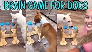 Brain Game for Dogs: Interactive Wooden Puzzle. Basenji VS Bull Terrier