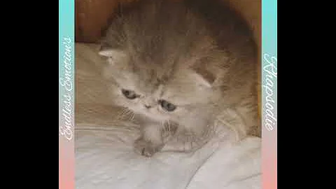 Video 1217091: tabby exotic shorthair, chaton exotic shorthair