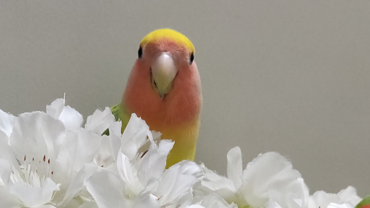 Cute Love Bird Playing Hide & Seek and Peekaboo Game |  burung lovebird parakeet
