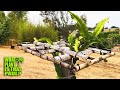 HOW to GROW DRAGON FRUIT / 1 HOUR of the BASICS / Soil, Roots, Nutrients, Trellis Design & More