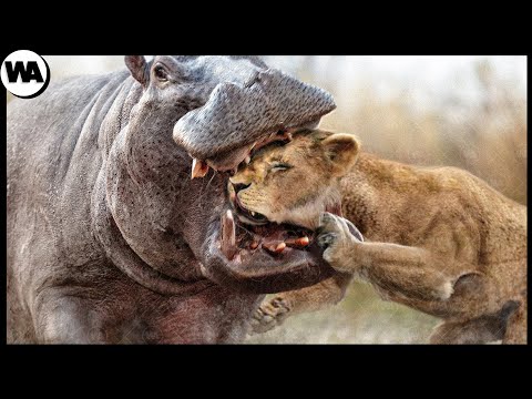 Vidéo: Qui sont les hippopotames prédateurs ?
