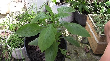 Cách Bón Phân Cho Rau Cải Trời | Nam Quê