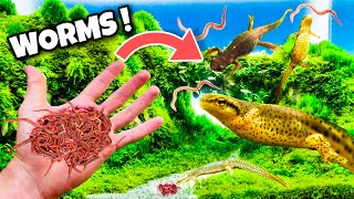 Feeding Rare Newts Live Worms ! Live Feeding !!