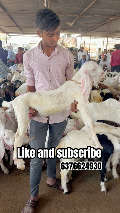 GULABI SOJAT GOAT FOR SELL AJMER BAKRA MANDI LIVE UPDATE COVER WITH PRICE RAJASTHAN BIGGEST MANDI