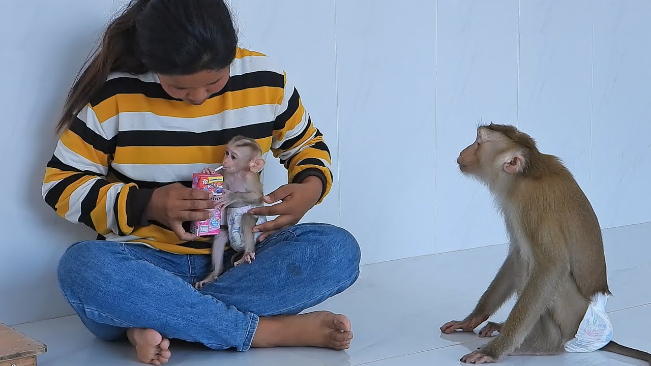 Adorable Luna Look Mom Feeding Milk To Tiny Valen