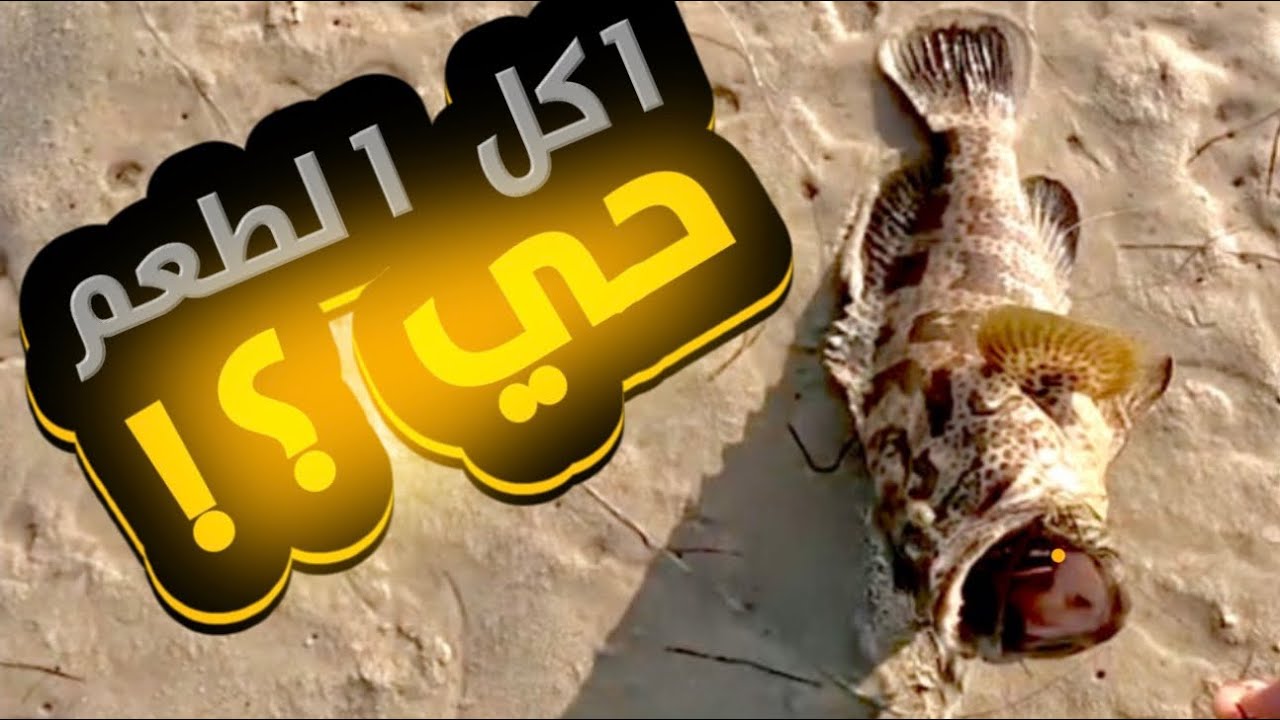 صدته بالطعم الحي و صدت اخوانه 🤣