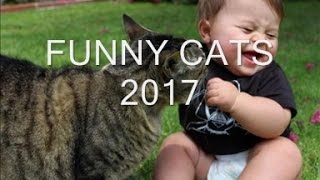 Funny Cats - A Funny Cat Videos Compilation 2017 || NEW HD.Нарезка приколов про котов