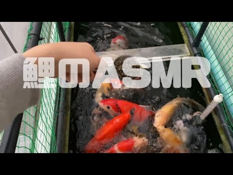 【錦鯉】鯉のASMR