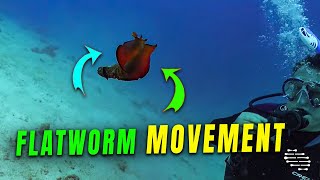 Graceful Marine Flatworms' Delightful Undulating Movement