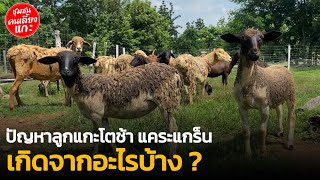 ปัญหาลูกแกะโตช้า | แคระแกร็น เกิดจากอะไรบ้าง?@sheepcommunity