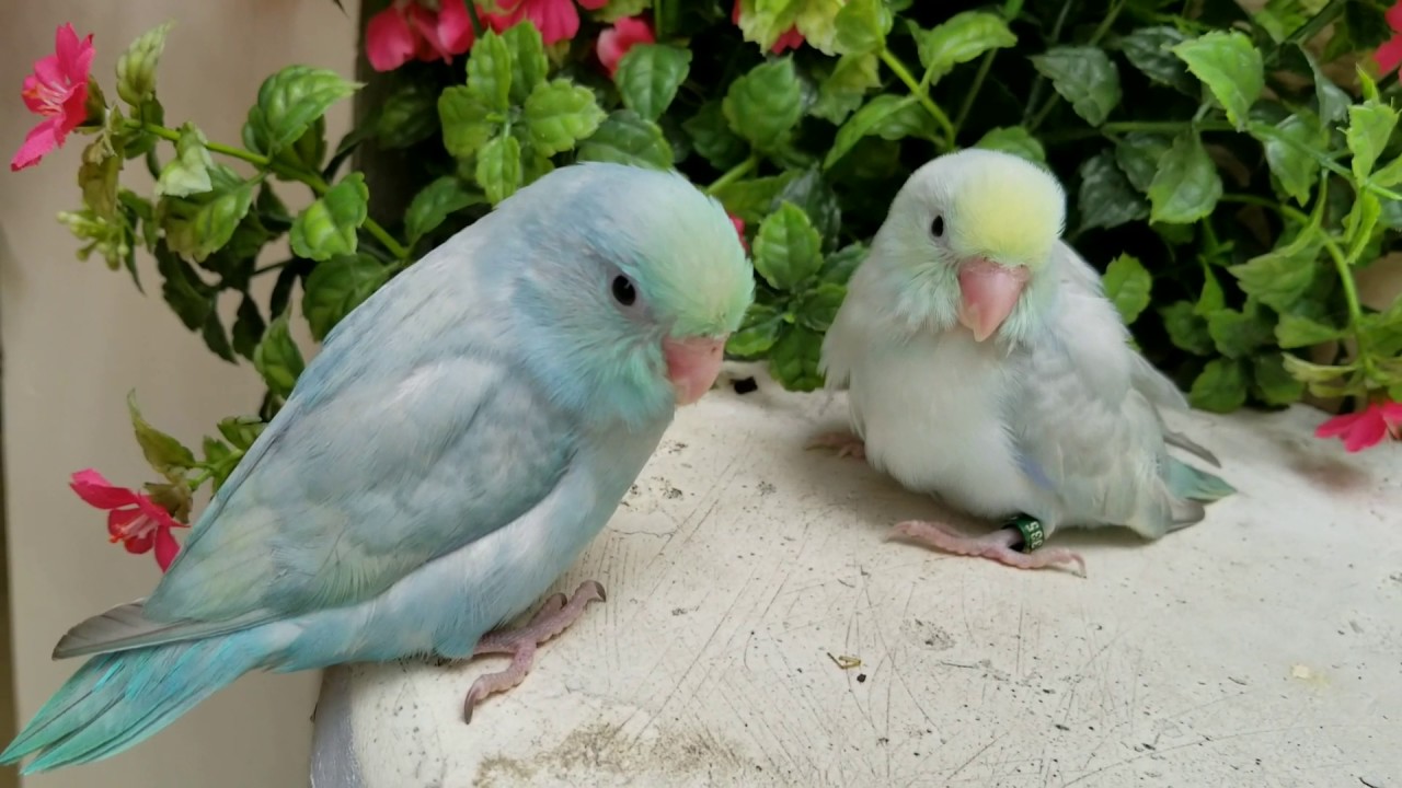 pics Turquoise Marble Parrotlet marble turquoise male parrotlet aug