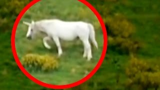 Unicorns Caught on Tape (BEST UNICORN SIGHTINGS)