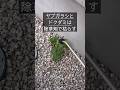 抜けぬなら抜かずに枯らそうヤブガラシ#庭師のVlog #一級造園技能士